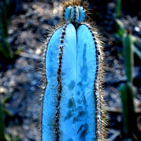 Pilosocereus magnificus