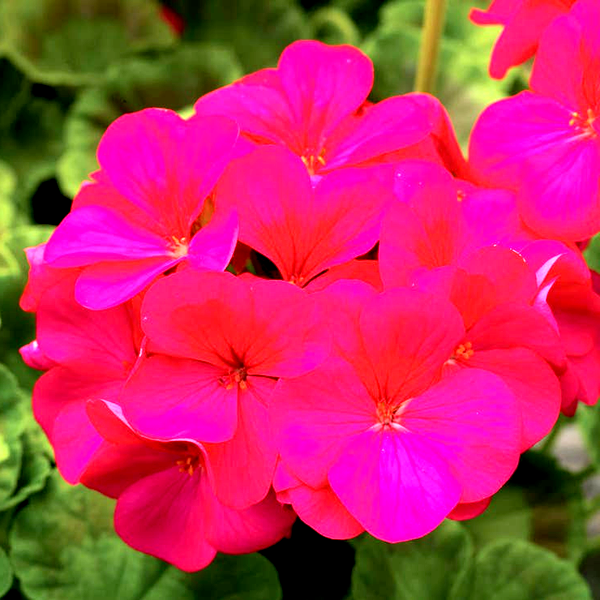 Pinto™ Premium Violet Hybrid Geranium Seeds