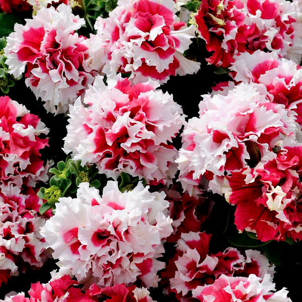 Pirouette Red Double Petunia Seeds