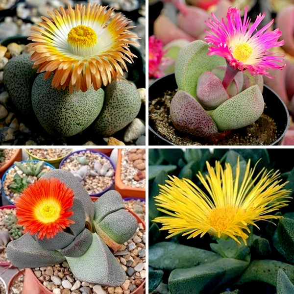 Pleiospilos Mixed Species