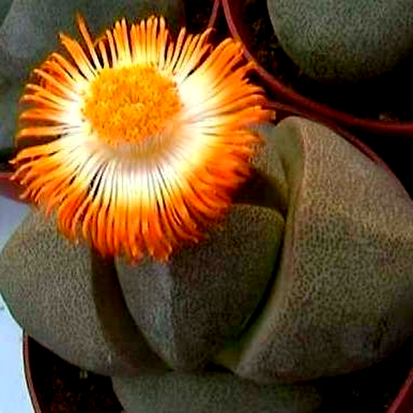 Pleiospilos nelii