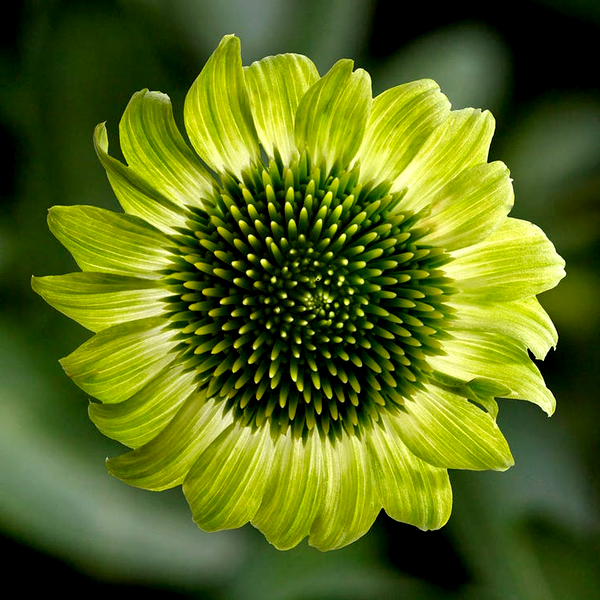 Prairie Blaze™ Green Coneflower Seeds