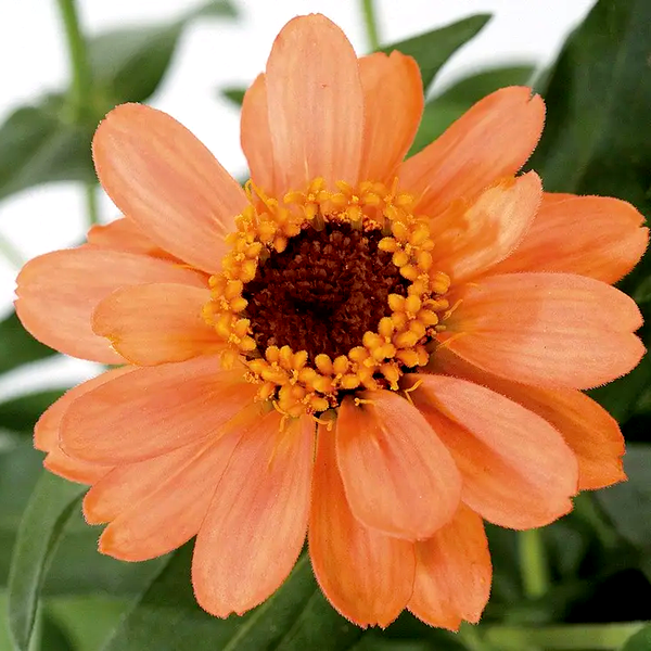 Profusion Apricot Zinnia Seeds