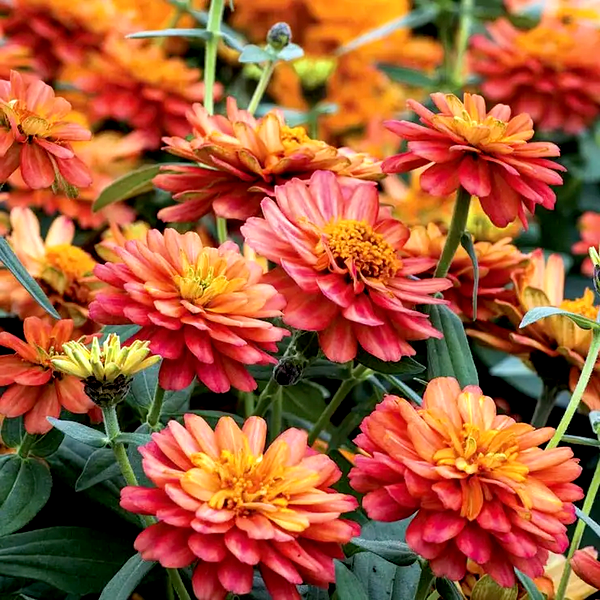 Profusion Double Deep Salmon Zinnia Seeds