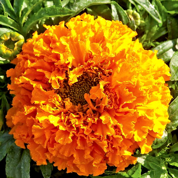 Pumpkin Crush Marigold Seeds