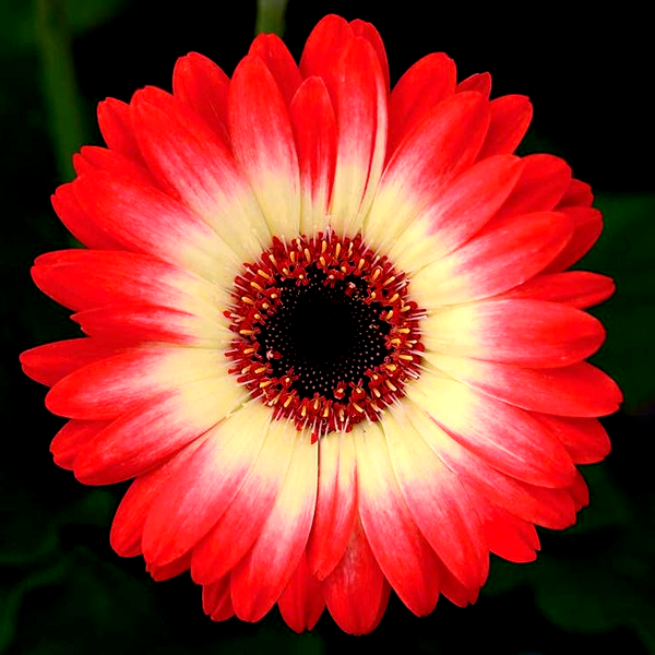 Revolution™ Bicolor Red Lemon Gerbera Daisy Seeds
