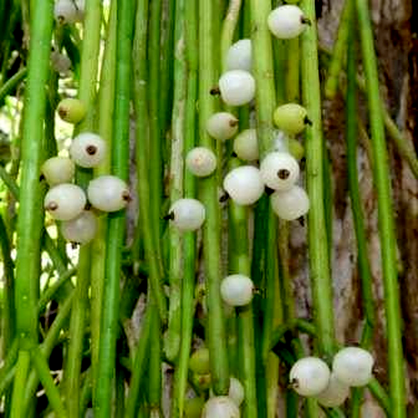 Rhipsalis baccifera