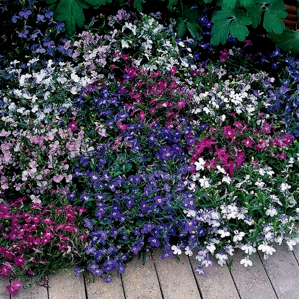 Riviera Mixture Lobelia Seeds