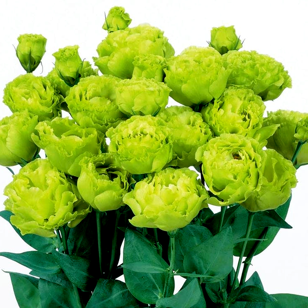 Rosanne 2 Clear Green Lisianthus Seeds