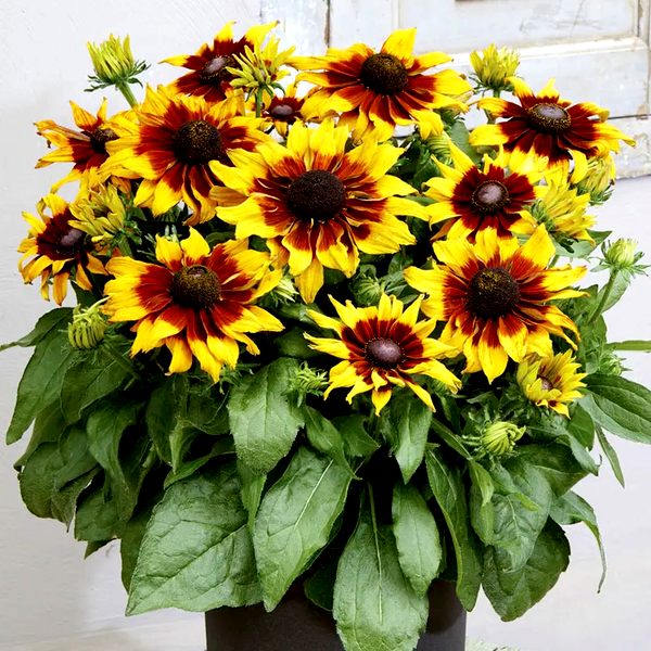 Rudbeckia Echibeckia™ Summerina® Sizzling Sunset™