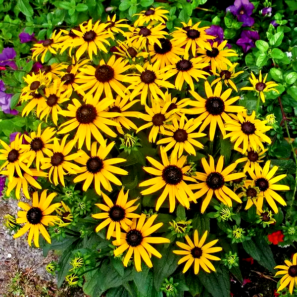 Rudbeckia 'Little Goldstar'