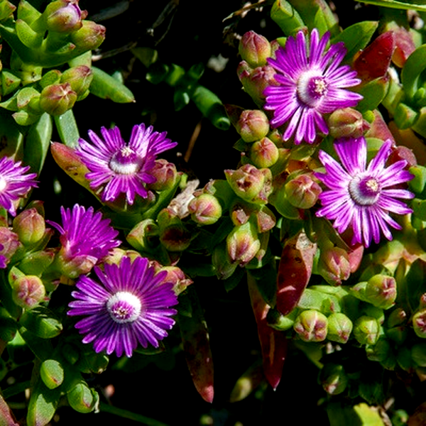 Ruschia schollii
