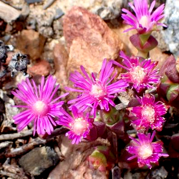 Ruschia staminodiosa