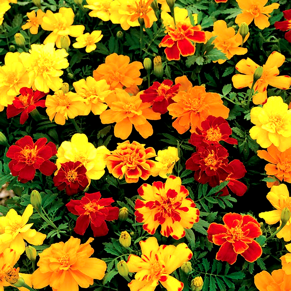 Safari Mix Marigold Seeds