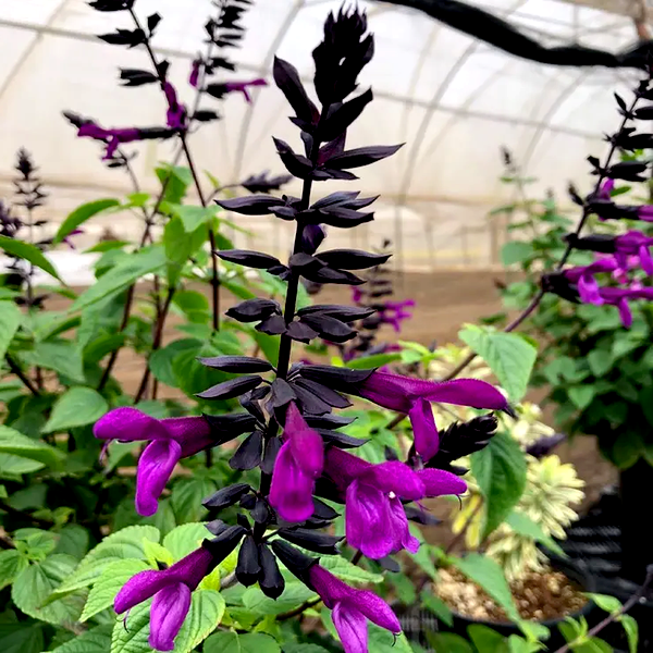 Salvia BODACIOUS® 'Smokey Jazz'
