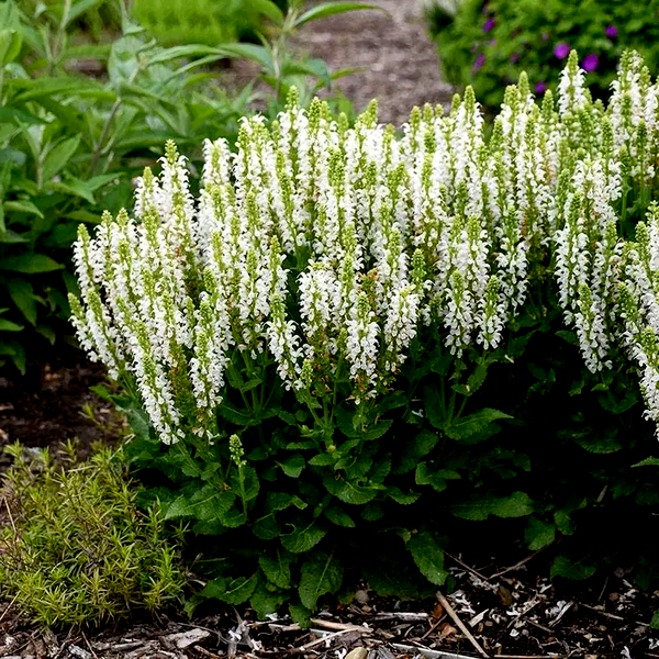 Salvia 'Bumblesnow'