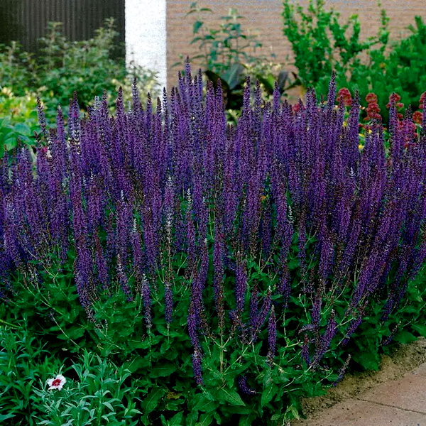 Salvia 'East Friesland' Ornamental Sage