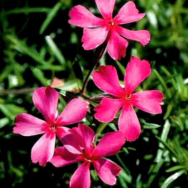 Scarlet Flame Creeping Phlox