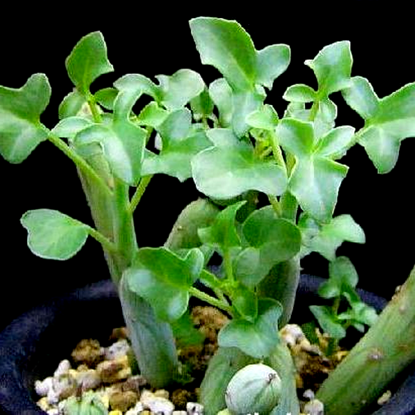 Senecio articulatus