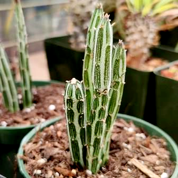 Senecio stapeliiformis