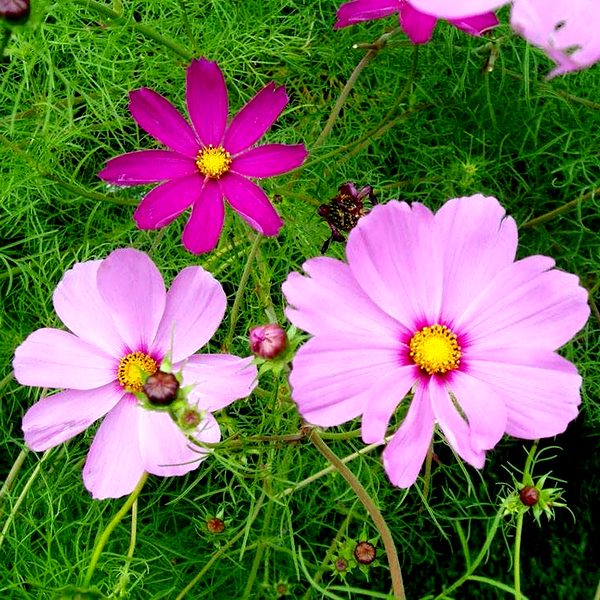 Sensation Mix Cosmos Seeds