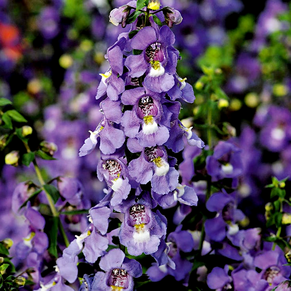 Serena® Blue Angelonia Seeds