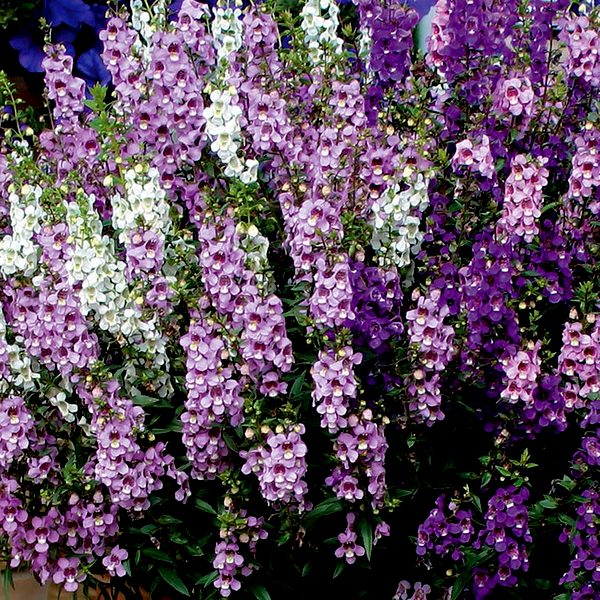 Serenita® Mix Angelonia Seeds