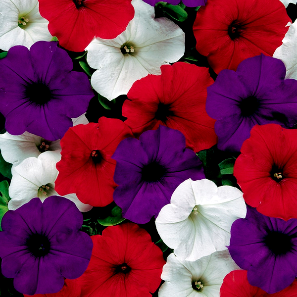 Shock Wave® Coconut Petunia Seeds