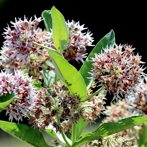 Showy Milkweed Seeds