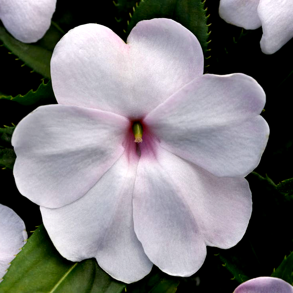 Solarscape® White Shimmer Interspecific Impatiens Seeds