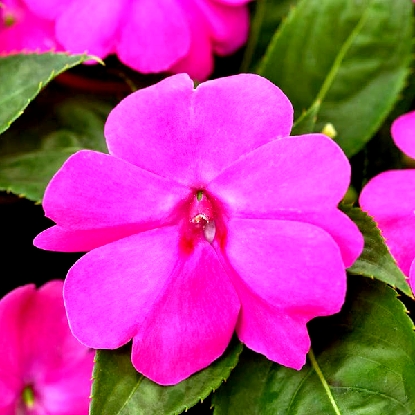 Solarscape® XL Pink Jewel Hybrid Impatiens Seeds