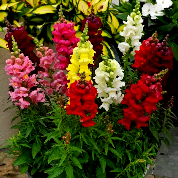 Sonnet Mix Snapdragon Seeds