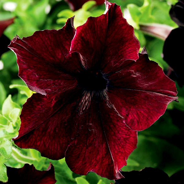 Sophistica® Blackberry Petunia Seeds