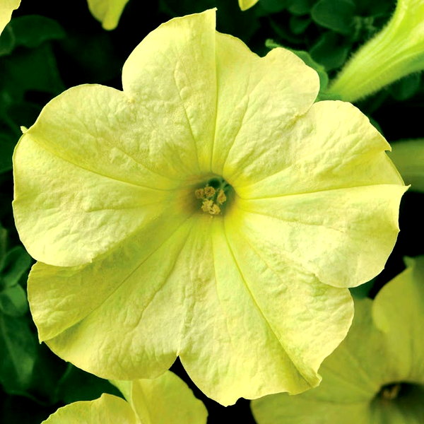 Sophistica® Lime Green Petunia Seeds