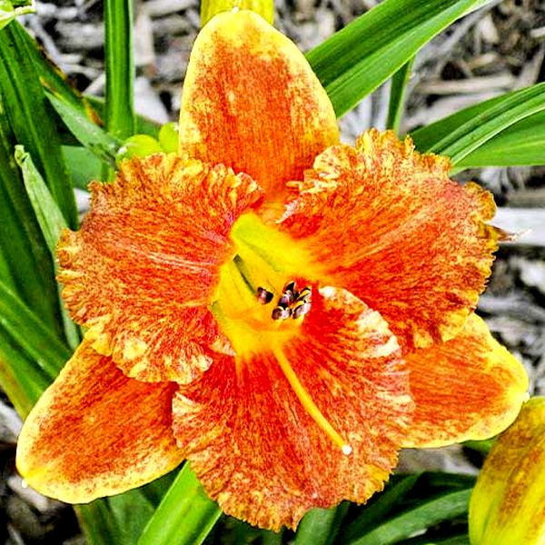 Spacecoast Freaky Tiki