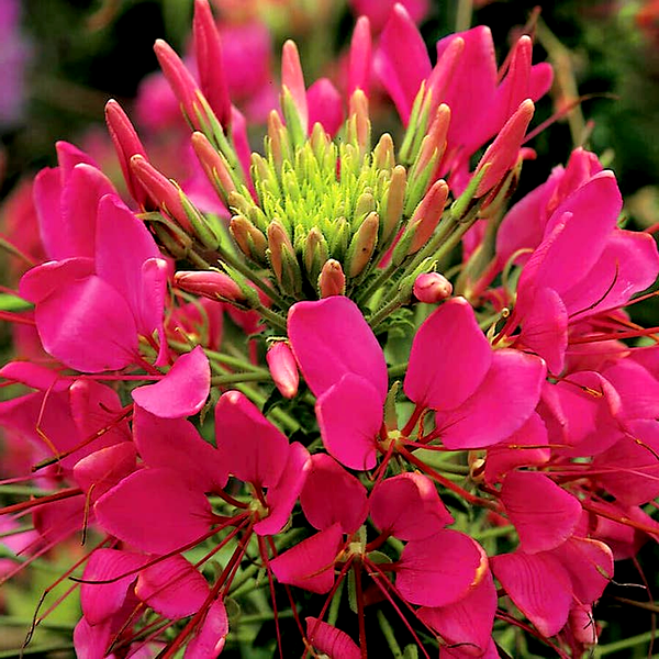 Sparkler Rose Spider Flower Seeds