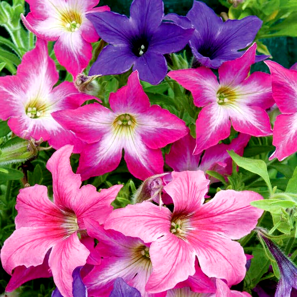 Sparklers' Petunia Seeds