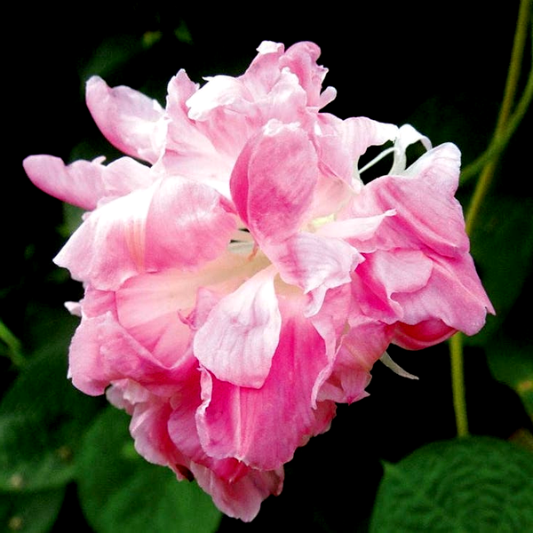 Split Second Morning Glory Vine Seeds