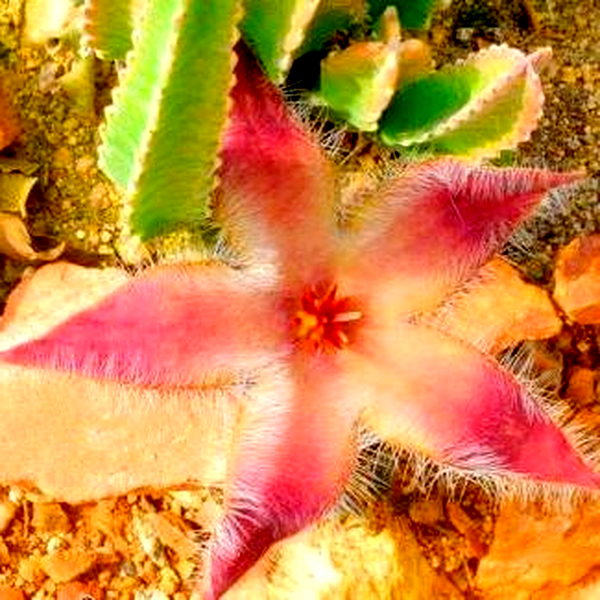 Stapelia grandiflora