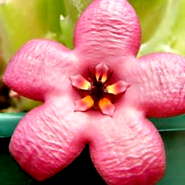 Stapelia hirsuta var. vetula