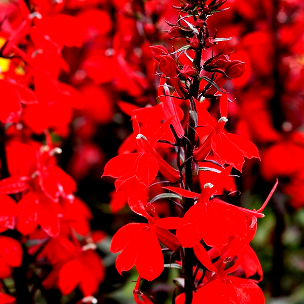 Starship Scarlet Lobelia Seeds