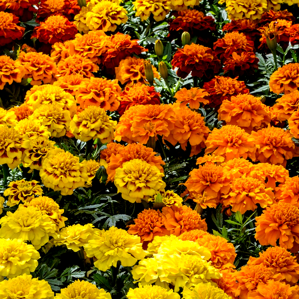 Super Hero™ Mix Marigold Seeds