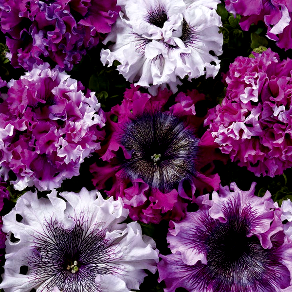 Superbissima Cerny's Triumph Petunia Seeds