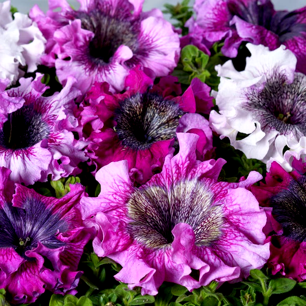 Superbissima Mix Petunia Seeds