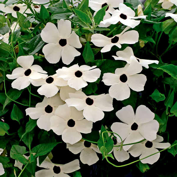 Susie™ White Black-Eyed Susan Vine Thunbergia Seeds