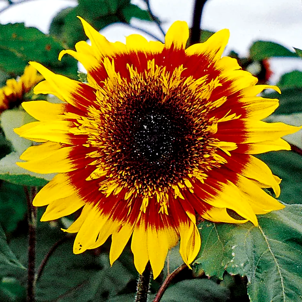 The Joker Hybrid F1 Sunflower Seeds