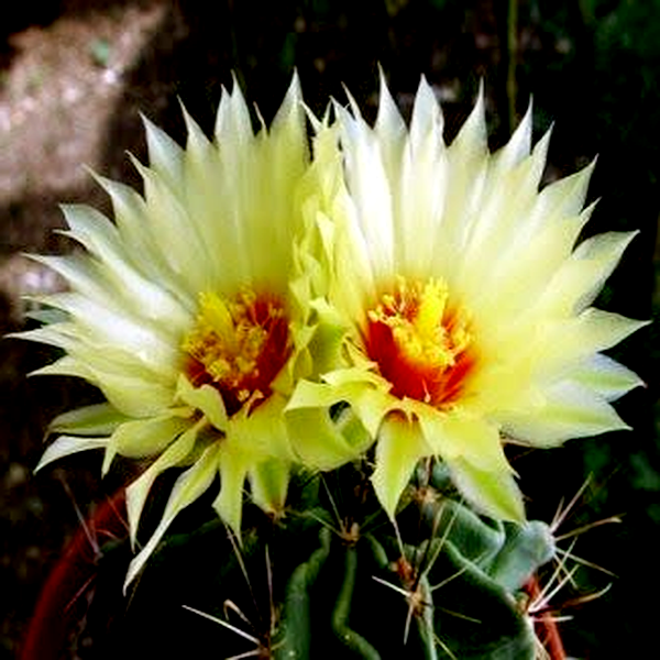 Thelocactus setispinus