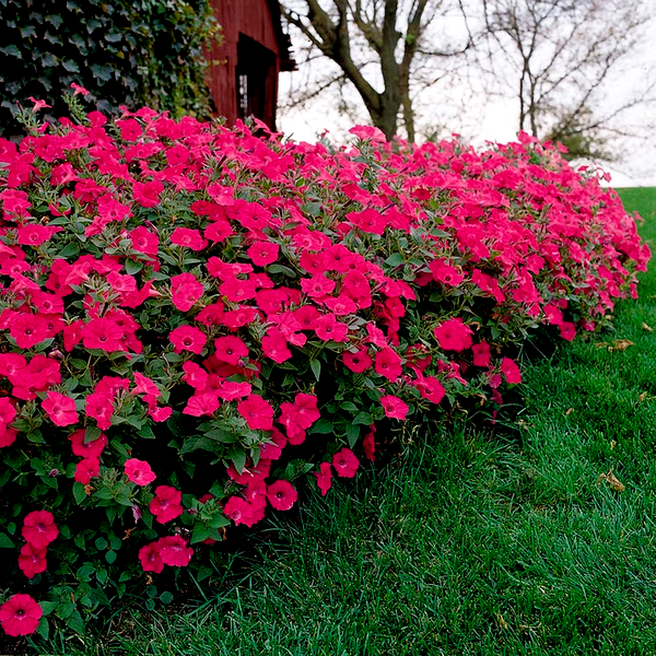 Tidal Wave® Hot Pink Petunia Seeds