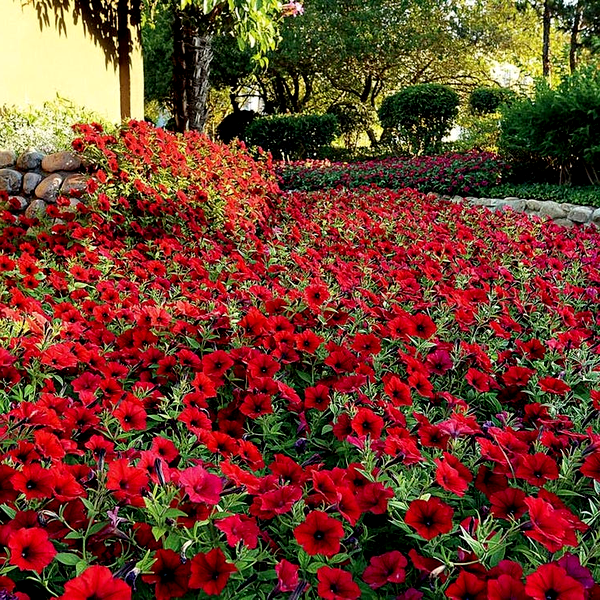 Tidal Wave® Red Velour Petunia Seeds