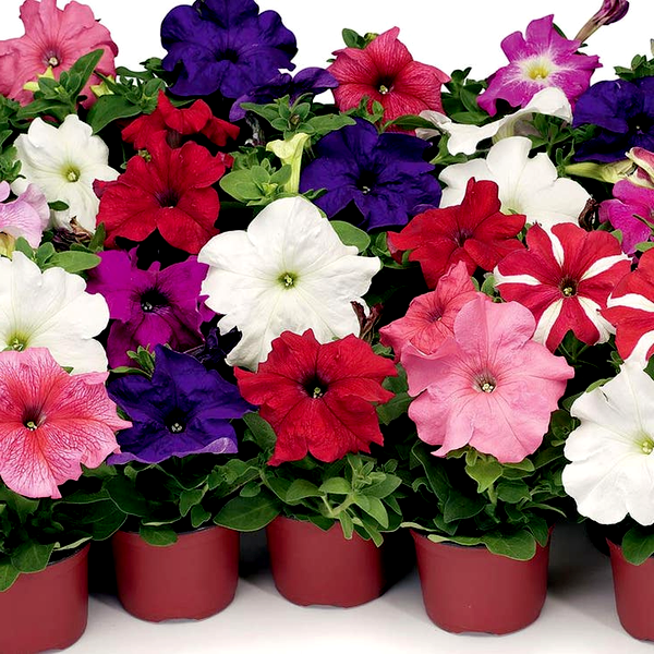 TriTunia™ Mix Hybrid Petunia Seeds